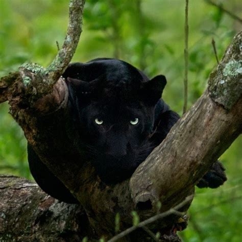 Black Panther Tattoo Black Panther Cat Beautiful Cats Animals