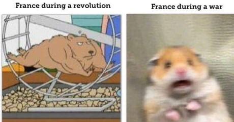 Hamster Meme Idlememe