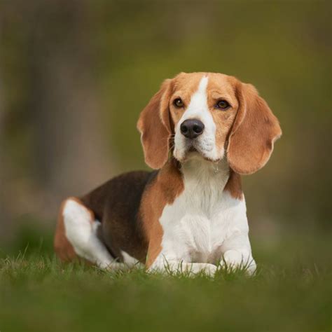 Beagle Características Carácter Y Cuidados