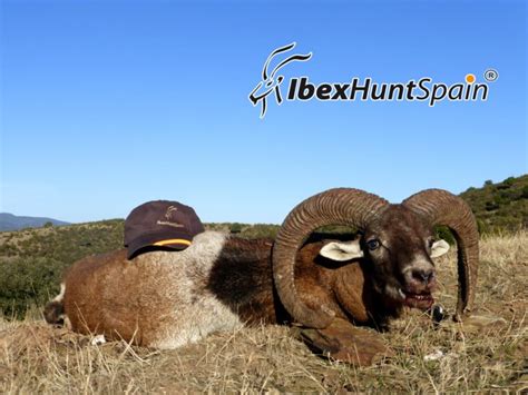 Iberian Mouflon Sheep Hunting In Spain