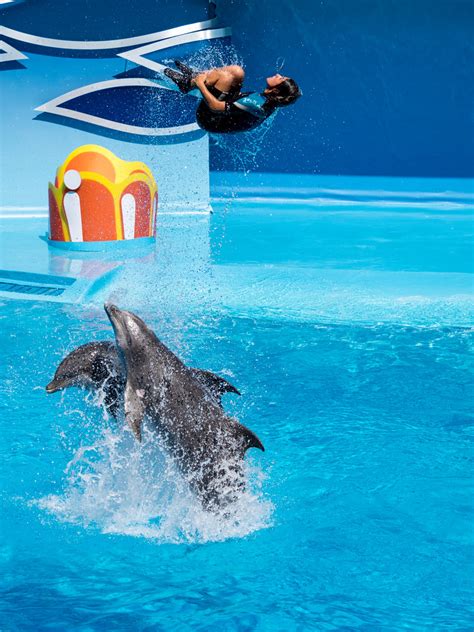 Dolphin Show Dolphin Show At Zoomarine Portugal Permissio Flickr