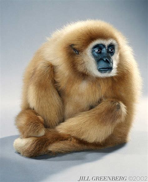 Monkey Portraits — Jill Greenberg Studio