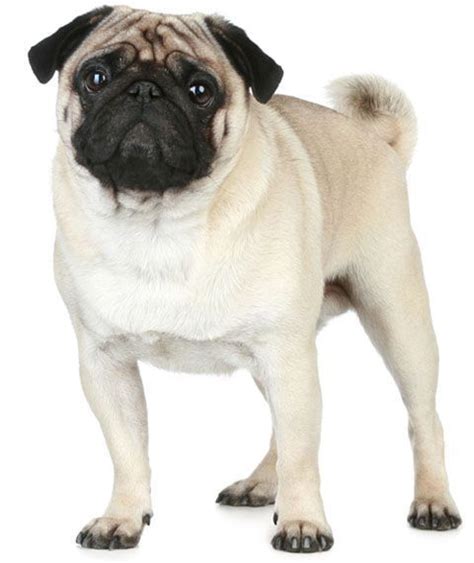 Pug Puppies For Sale Maryland 355 Md 181233 Petzlover