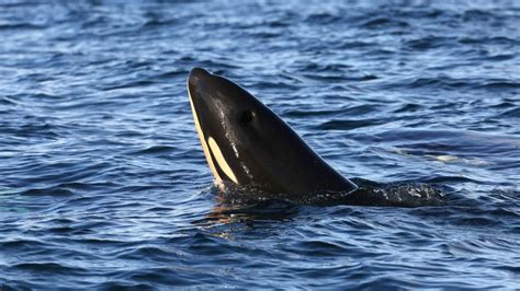 Orca Baby Boom 7th Calf Born To Endangered Southern Resident