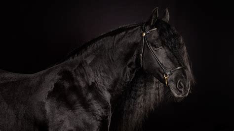 Download Free Black Horse Backgrounds Pixelstalknet