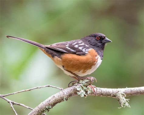Spotted Towhee Facts Call Female Diet Habitat Sound Bird