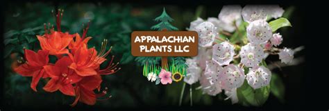 Appalachian Plants An Appalachian Mountain Plant Nursery