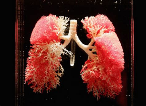 Lab Grown Rat Lungs