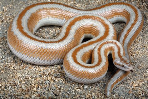 Rosy Boa Facts And Pictures