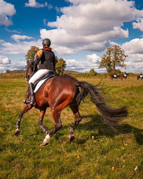 Whats A Green Horse And What To Know Before Buying One Equestrian