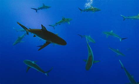 New Study Finds Unprecedented Shark And Ray Extinction Risk
