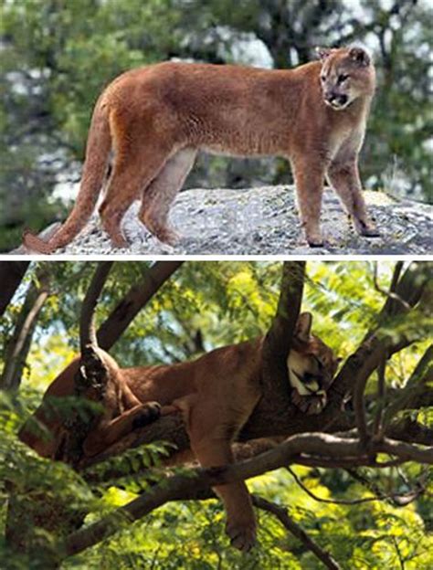 Puma Cougar Mountain Lion Three Names For The Same Cat Although