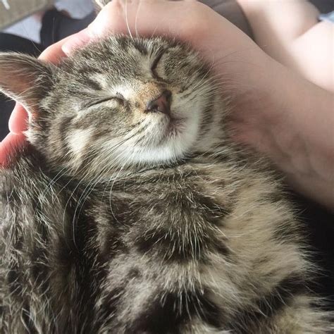 When Youre Small And Fall Asleep In Your New Owners Hands Pretty Cats