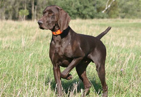 The current median price for all english pointers sold is $0.00. German Shorthaired Pointer - My Dog Breeders - Part 133