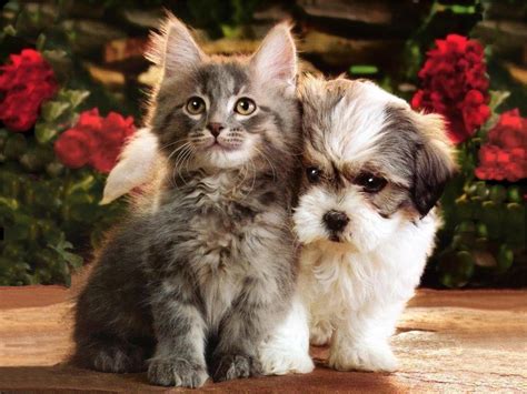 Wedding World Cute Puppy And Kitten