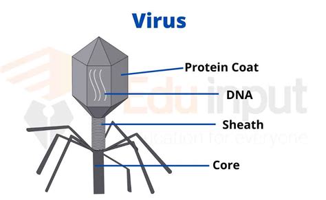 General Virus Structure