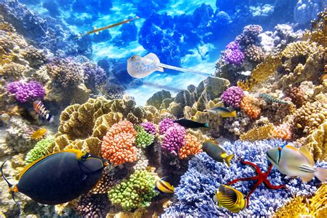 Great Barrier Reef Marine Park Wallpapers Wallpaper Cave