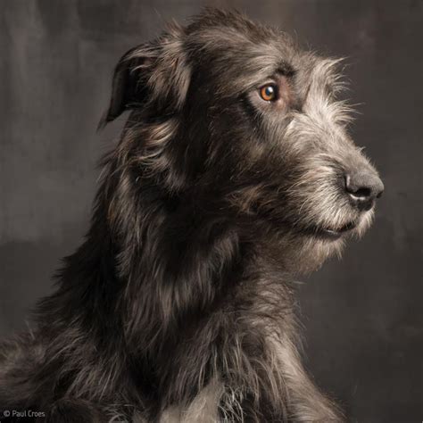 Handsome Irish Wolfhound Paul Croes Irish Wolfhound Dogs
