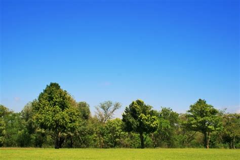 Trees Lawn And Sky Free Stock Photo Public Domain Pictures