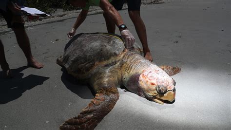 Sea Turtles Dying By The Hundreds Wash Ashore On Florida Beaches