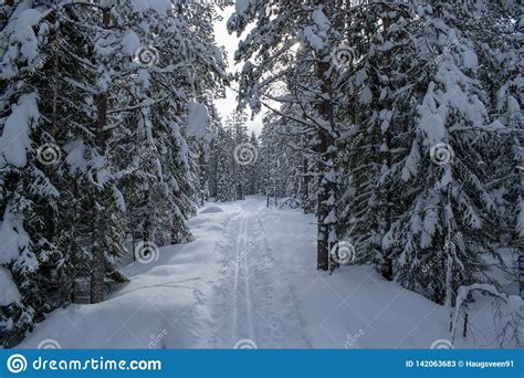 Winter Landscape In Hedmark County Norway Winter