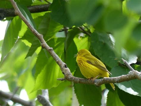 A Yellow Bird Sitting On Top Of A Tree Branch Next To Green Leafy Branches