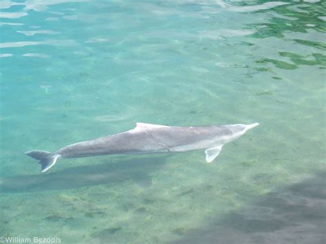 Australian Humpback Dolphin Zoochat
