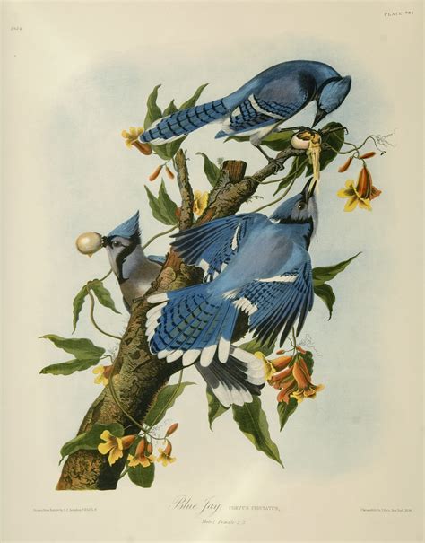 Vintage Bird Illustration Two Blue Jays A Photo On Flickriver