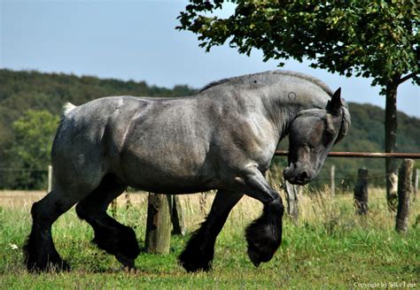 Брабансон лошадь: фото, история породы, внешний вид, особенности ...
