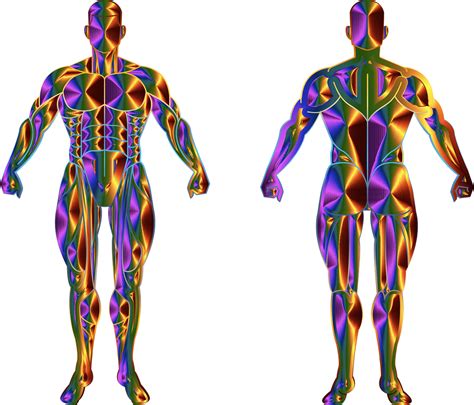 Más De 80 Vectores De Anatomia Del Cuerpo Humano Y Cuerpo Gratis Pixabay