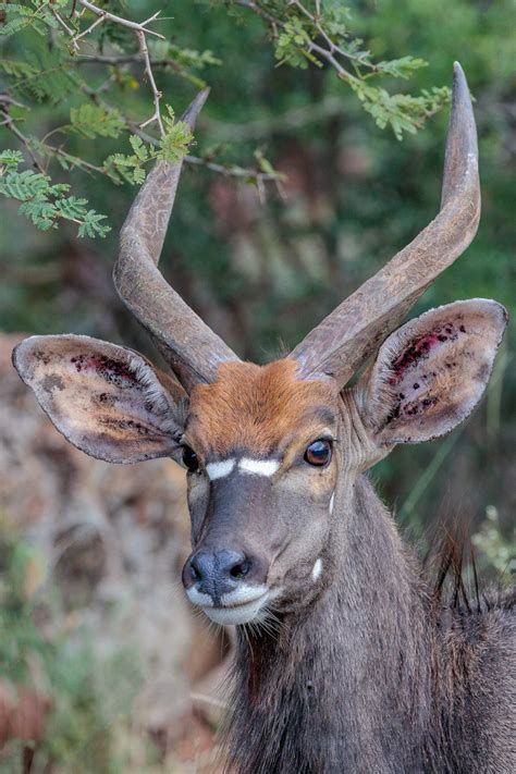 Male Nyala T Kahler Photography