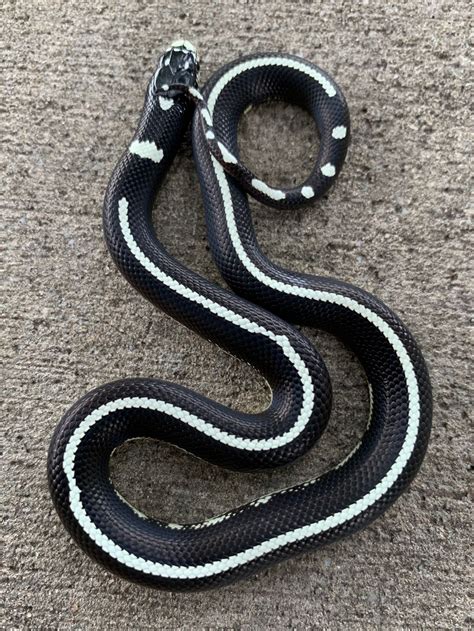 High White California King Snake For Sale Snakes At Sunset