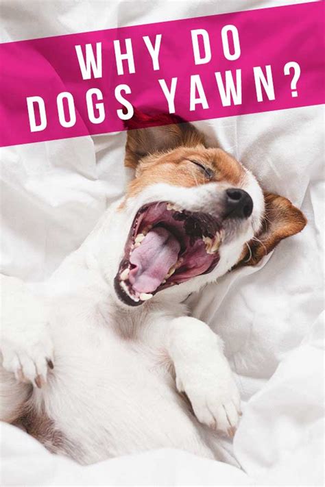 Why Do Dogs Yawn When You Stroke Them