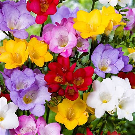 Freesia Single Mixed Colours Spring Summer Flowering Garden Bulbs