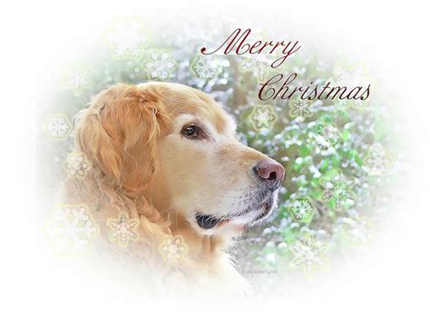 Golden Retriever Dog Merry Christmas Card Photograph By Jennie Marie Schell