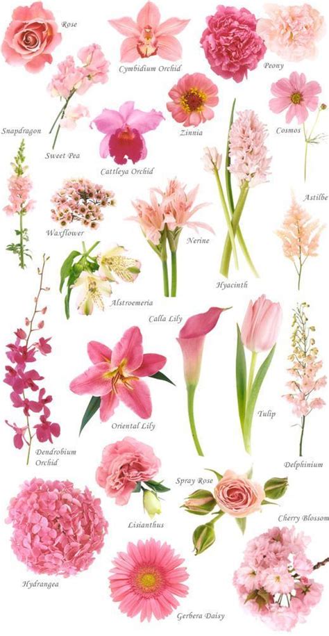Below We Have Listed 100 Different Types Of Flowers And Their Names