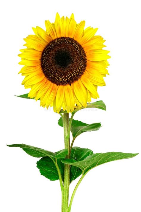 Yellow Sunflower Isolated On White Background Stock Image Image Of