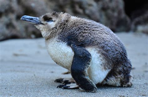 Little Blue Penguins On The Mend After Oil Spill