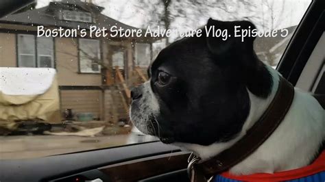 She was a talkative in gratitude, we donate regularly to the boston mspca adoption center. Boston's Pet Store Adventure Vlog. Episode 5 - YouTube