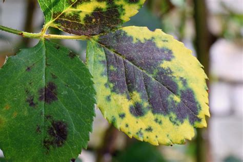 Por qué se ponen las hojas negras en las plantas Descubre la las posibles causas y sus soluciones