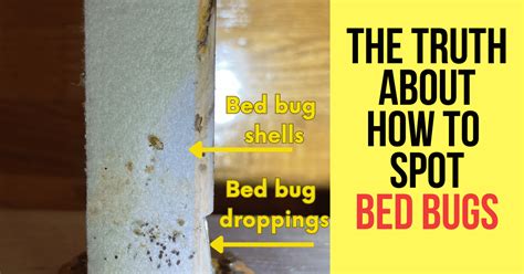 How To Spot Bed Bugs In Your Home Bed Bug Detection Guide