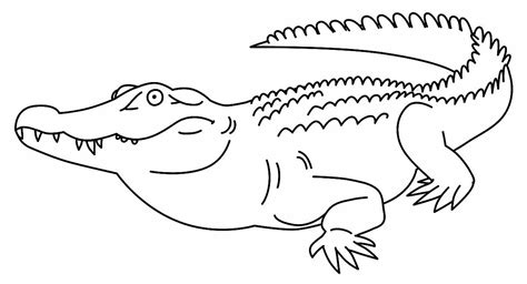 Desenhos De Crocodilo Para Colorir Bora Colorir