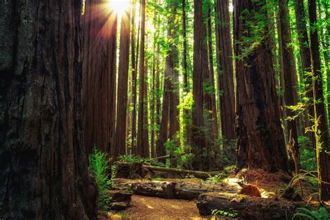 Old Growth Forests In The Us Are Key To Solving The Global Climate And