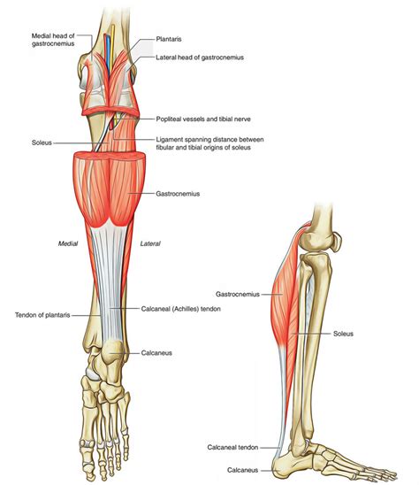 Leg Muscles Anatomy Earths Lab