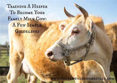 Safely Handling Raw Milk And Proper Milking Procedures Artofit