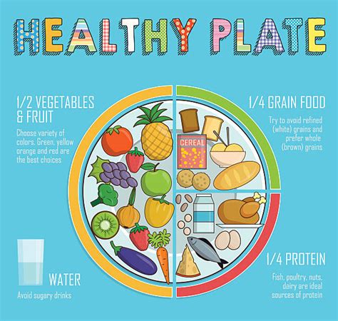1200 Balanced Plate Of Food Stock Illustrations Royalty Free Vector