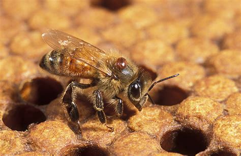 Usda Ars Online Magazine New Bee Germplasm Collection