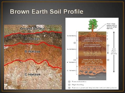 A Detailed Study Of Brown Earths Geoecology Section