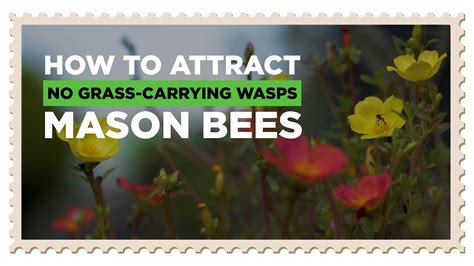 How To Attract Mason Bees 🐝 Not Wasps Youtube