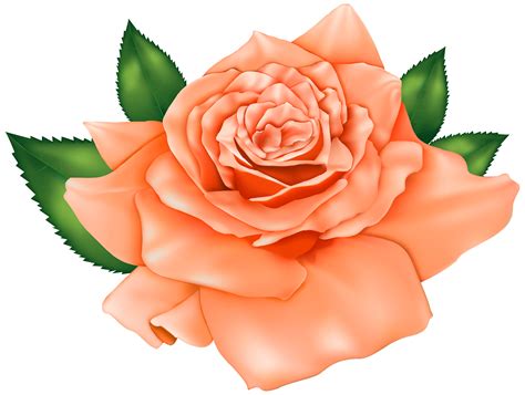 Beautiful Orange Rose Png Clipart Best Web Clipart